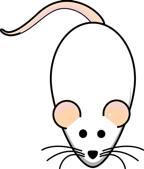 Rat Mouse White Free Vector Graphic On Pixabay