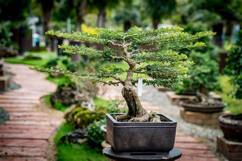Growing A Bonsai Tree From Seed Homes And Apartments For Rent
