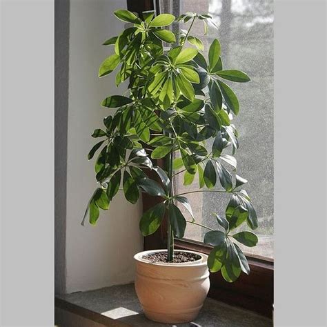 It grows in full sun to partial shade or even almost full shade outdoors, and it also grows well in bright but indirect light indoors. Dwarf Umbrella Plant