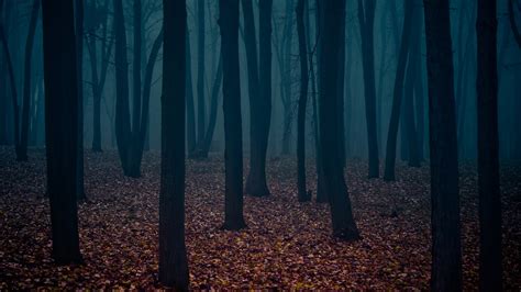 Forest Dark Wallpapers Hd Desktop And Mobile Backgrounds
