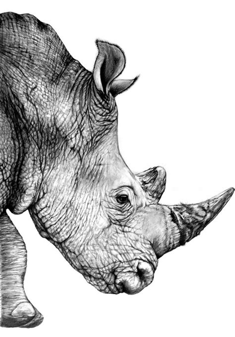 Saatchi Art Is Pleased To Offer The Drawing Rhinoceros By Heidi
