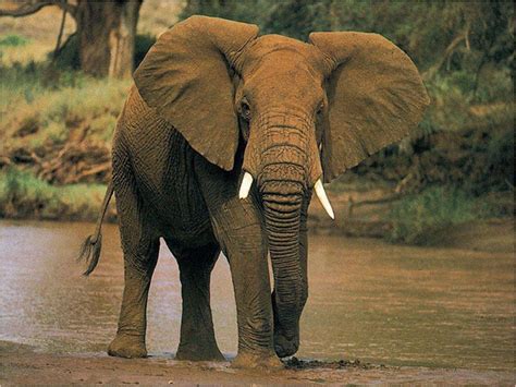 10 Largest And Smallest Animals Of South Africa