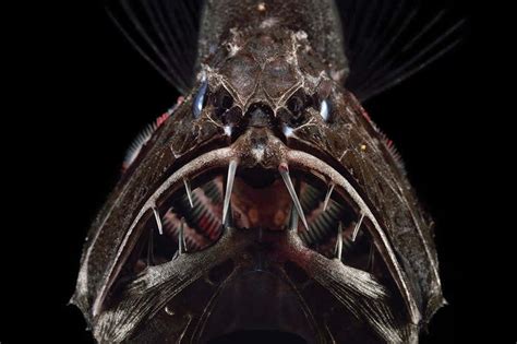 Up Close With The Giant Teeth Of The Deep Sea Fangtooth New Scientist
