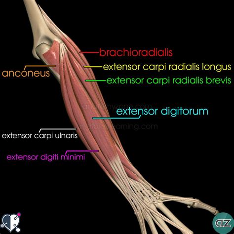 .diagram | forearm muscles 13. Muscles of the Forearm | AnatomyZone