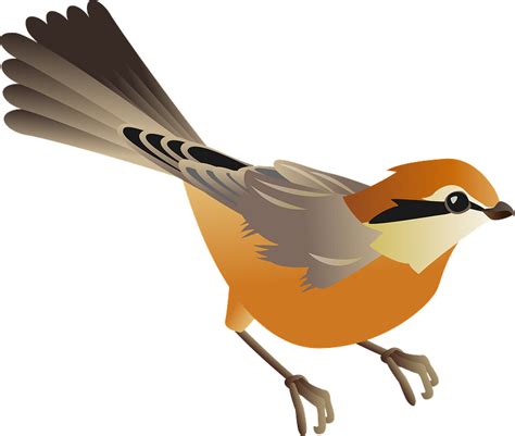 Bull Headed Shrike Bird Clipart Free Download Transparent Png Creazilla