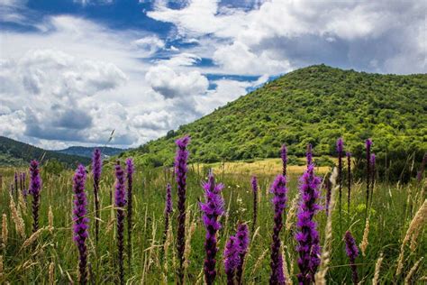 Top Spring Wildflower Hikes In The Blue Ridge Mountains