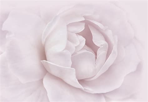 Soft Plum Rose Flower Photograph By Jennie Marie Schell Fine Art America