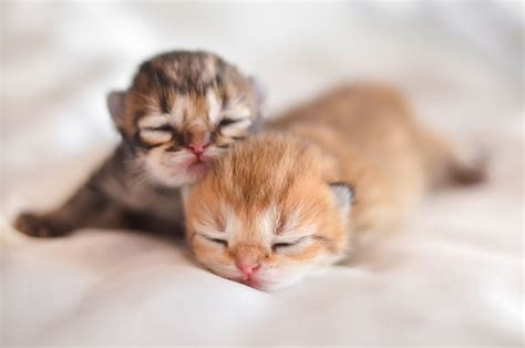 Sweet Dreams Kittens Cutest Cute Baby Animals Baby Cats