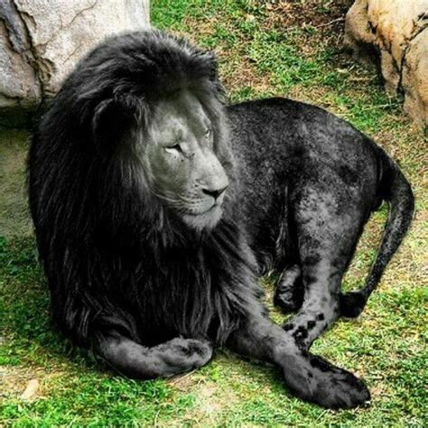 Black Is Beautiful 27 Stunning Animals With Melanism Unusual Animals