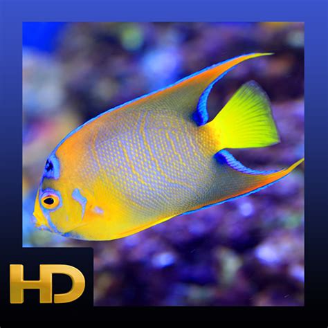Top 10 Live Aquarium Fish Screensaver Of 2020 No Place Called Home