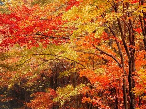 2021 Fall Foliage Peak Map When Leaves Are Best In Virginia Falls