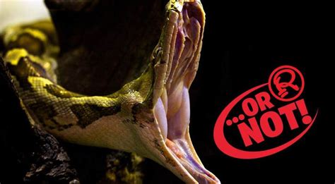 Do Snakes Dislocate Their Jaws For Super Sized Prey Ripleys Believe
