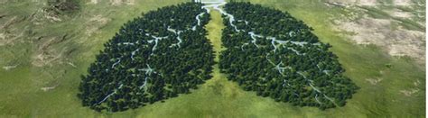 Embryonic, pseudoglandular, canalicular, saccular, and alveolar. How are trees the lungs of the Earth?