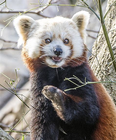 Red Panda Portrait Headshot Photograph By William Bitman Fine Art America