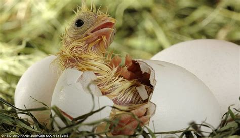 Amazing Photos Of Animals Hatching From Their Eggs Alltop Viral