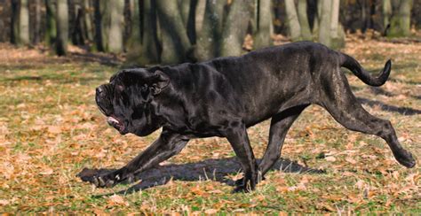 Neapolitan Mastiff Dog Breed Information Breed Advisor
