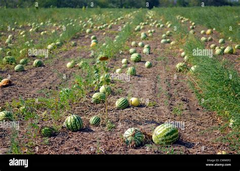 Ripe Water Melons On A Water Melon Field Stock Photo Alamy