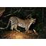 Leopard Mauls Toddler To Death In South Africas Kruger National Park