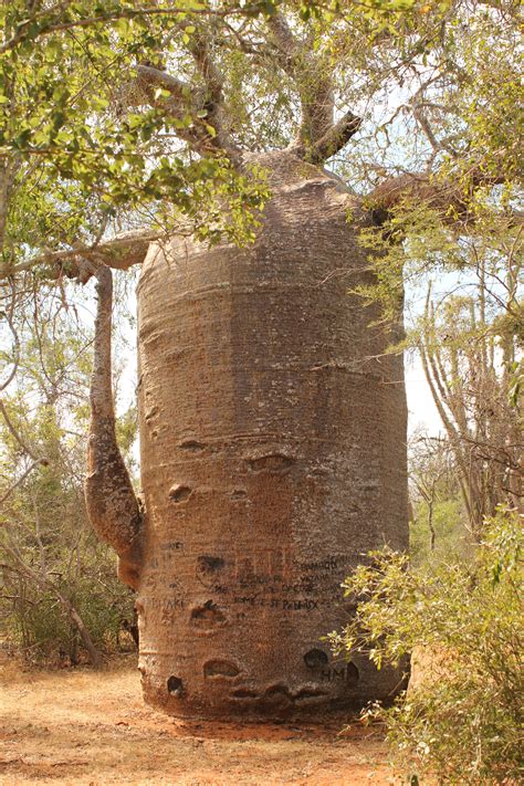 Republic of Madagascar: The Land of Baobab Trees - International ...
