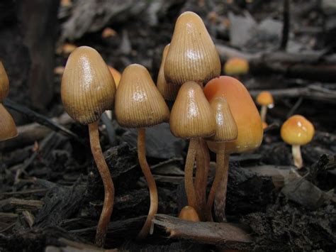 4 Reasons Investors Are Jumping on Psilocybin Mushrooms