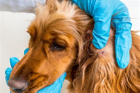 5 Tick Removal Tools And How To Use Them Great Pet Care