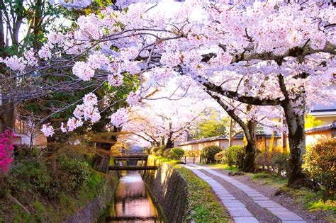 4 Tips For Your Cherry Blossom Trip To Japan In 2023 Zicasso
