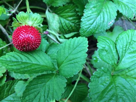 Wild Strawberries 2019 Wild Strawberries Strawberry Garden