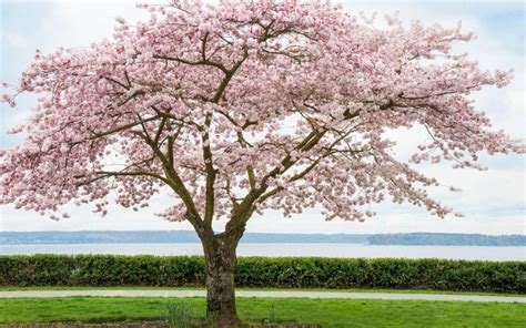 A Complete Guide To Autumn Cherry Trees American Homeowners Association