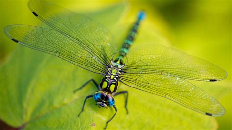 Wallpaper Dragonfly Leaves Wings Green Insect Macro Nature