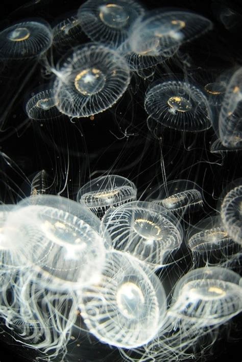 A Photographic Insight Into The World Of Jellyfish Deep Sea