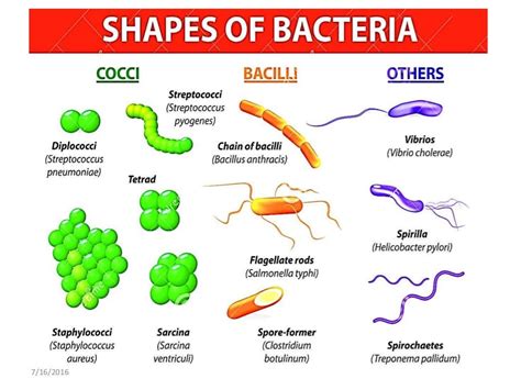Bacteria Morphology Reproduction And Functions