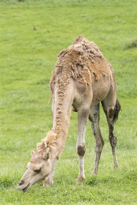 Camels have many adaptations that allow them to live successfully in desert conditions. Dromedary Eating Stock Photos - Download 375 Royalty Free ...