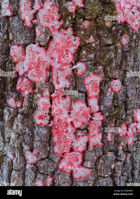 Red Fungus On Pine Tree Bark Stock Photo Alamy