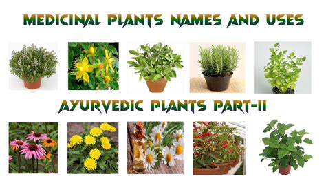 Medicinal Plants And Their Uses Part Ii Ayurvedic Plants