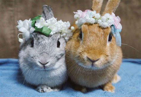 these sweet bunnies have their own twitter account you should probably follow them too
