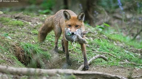 How Do Red Foxes Hunt