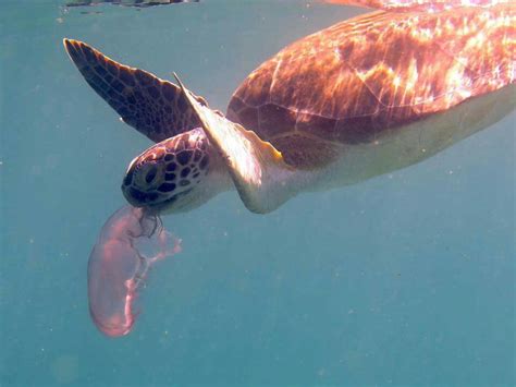 Turtle Eating Jellyfish Turtle Marine Life Sea Life