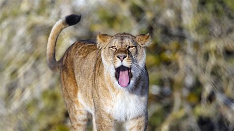 Download Wallpaper 1920x1080 Lion Protruding Tongue Predator Big Cat