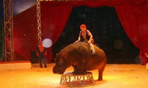 Pétition Pas De Cirque Avec Animaux Sauvages En Région Paca