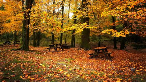Autumn In The Forest Wallpaper Nature Wallpapers 15127