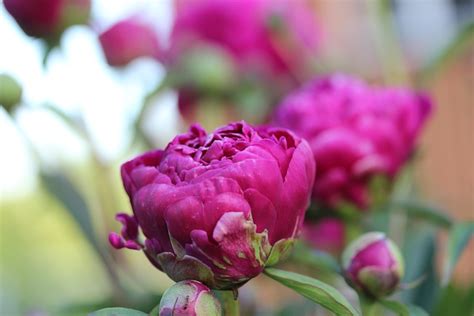 Peony Blossom Bloom Free Photo On Pixabay Pixabay