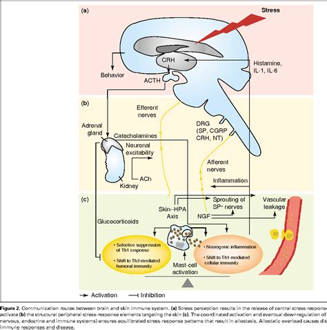 Figure 1 From Neuroimmunoendocrine Circuitry Of The Brain Skin