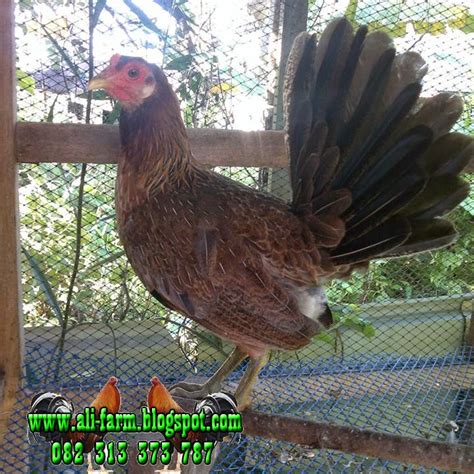 Gambar ayam filipina import kekinian download now ali farm ayam impo. Gambar Ayam Philipina / foto dan gambar ayam pilipina atau ...