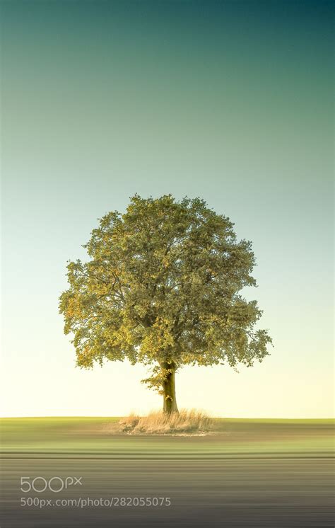 Single By Joernbrede Tree Photography Tree Mushrooms Single Tree