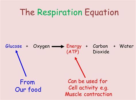 Cellular Respiration Cell Processes