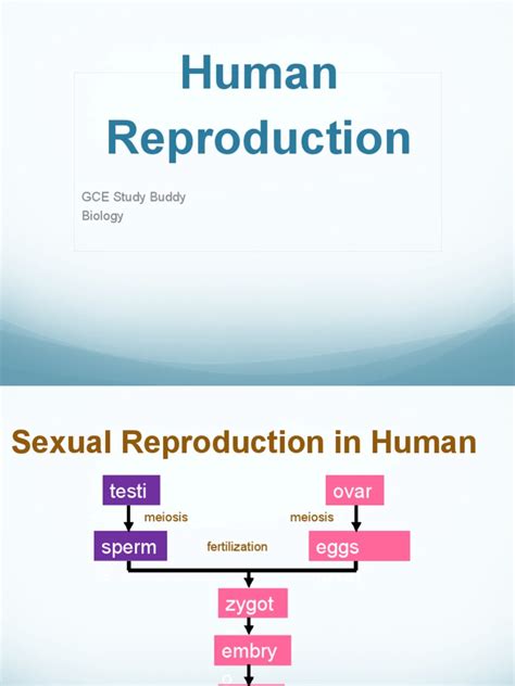 Human Reproduction Pdf Pdf Reproductive System Fertilisation