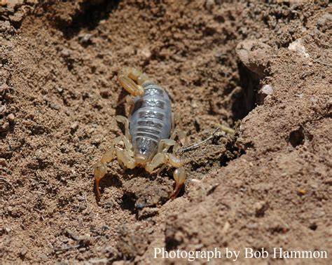 Are there scorpions in colorado. Colorado State University Extension