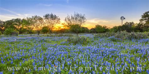 Windmill Over Bluebonnets At Sunset Panorama 416 1 Texas Hill Country