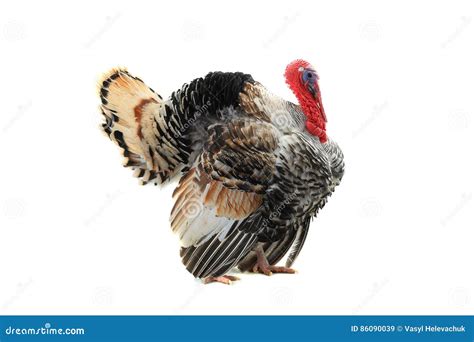Turkey Cock Stock Image Image Of Portrait Isolated 86090039