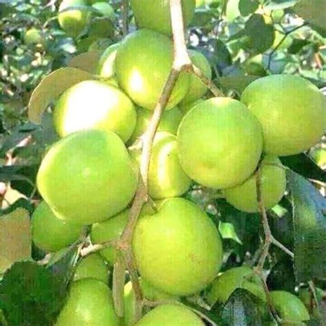 Thai Apple Ber Plant At Rs 45piece ऐप्पल बेर प्लांट In Kolkata Id 22631586273